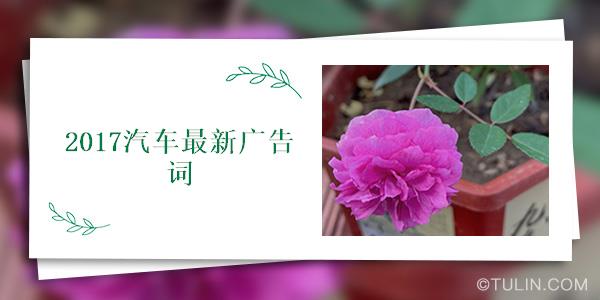 揭秘2017年广告创意魅力，最新广告词探索