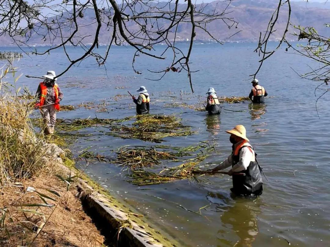 洱海整治最新动态，生态修复与环境保护持续推进